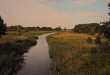 Reedy River Landscapes